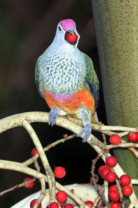 A northern bird not seen in victoria. Rose-crowned Fruit-Dove (Ptilinopus regina)