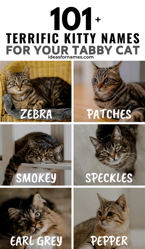 101 Terrific Tabby Cat Name Ideas For Your New Cat Or Kitten