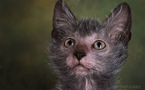 Have You Seen The Werewolf Cats 10 Facts About The Newest Cat Breed