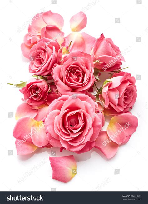 Pink Roses Isolated On White Background Stock Photo Edit Now 326113403