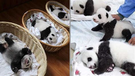 Adorable Photos Of 10 Newborn Pandas Disclosed By A Chinese Giant Panda
