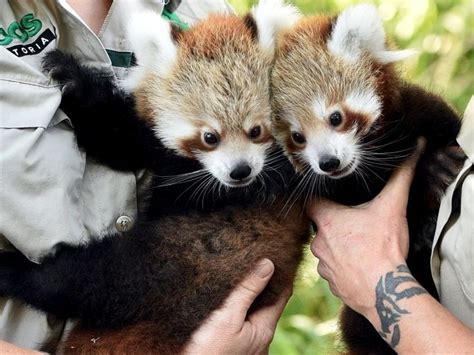 Two Red Panda Cubs Being Held In Their Owners Arms
