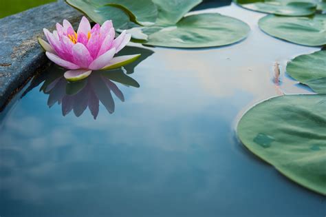 A Brief History Of The Luxurious Pink Lotus Vietnams National Flower