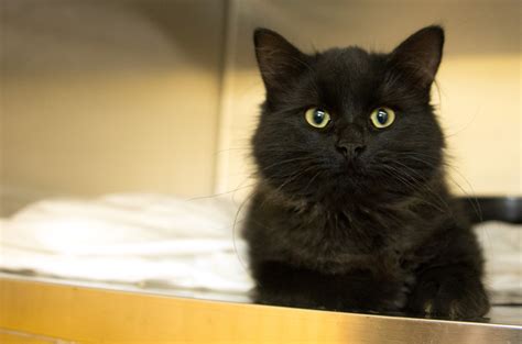 To conserve medical resources as we brace for what might come, we are asking our community members to not bring in feral cats (also known as community cats) for. Moose Jaw Humane Society at 'Cat-Pacity ...
