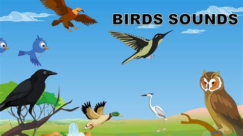 Sounds Of Birds Birds Sounds In The Morning For Babies Kindergarten