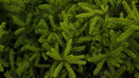 Download Wallpaper 3840x2160 Spruce Needles Branches Plant Green 4k
