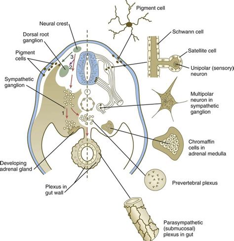 Neural Crest Basicmedical Key