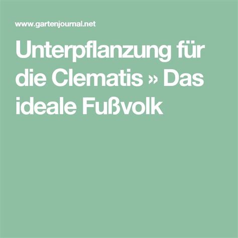 Spät blühende clematis alljährlich im herbst schneiden; Unterpflanzung für die Clematis » Das ideale Fußvolk ...
