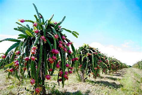 Is It Easy To Grow Dragon Fruit Hayes Trands