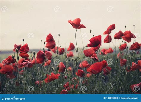 The Poppies Field Stock Photo Image Of Green Outdoor 149025688