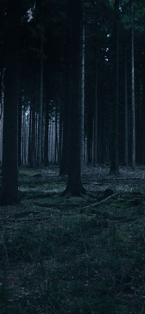 Dark Forest Night Wallpaper