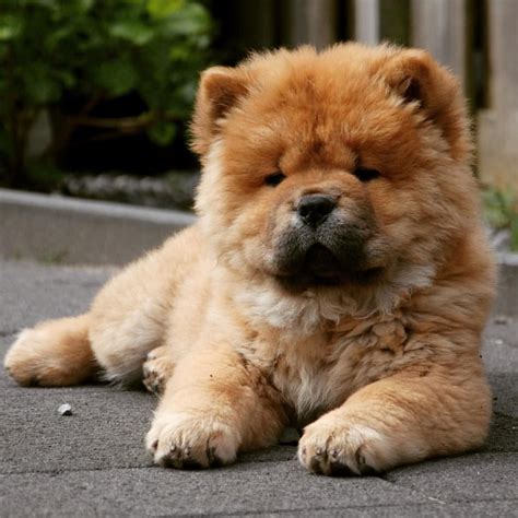 Chow Chow 🐾 Cute Puppies Animals Cute Animals