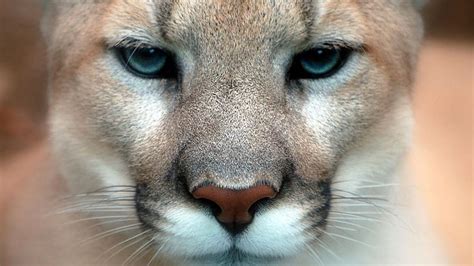 Hd Wallpaper Animals Feline Nature Pumas One Animal Mammal Looking