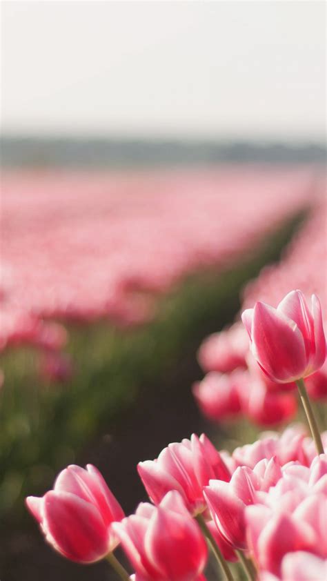 Wallpaper Tulip 4k Hd Wallpaper Spring Flower Field Nature 3792