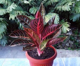 Maybe you would like to learn more about one of these? Jenis Tanaman Hias Aglaonema yang Populer Beserta Harganya ...