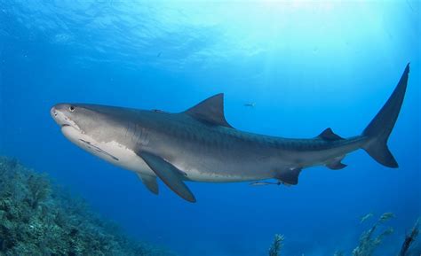Sharks Species Profiles Discover Fishes