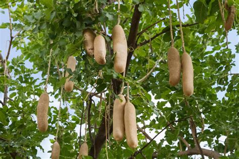 Kigelia Africana ~ Best Sausage Tree Health Benefits 2020