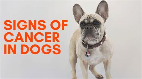 Signs Of Cancer In Dogs Youtube