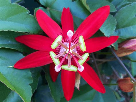 Red Passion Flower Jigsaw Puzzles Online