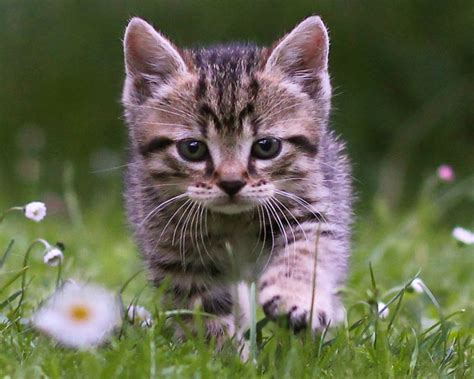 Cute Tabby Kitten Wallpaper Free Kitten Downloads