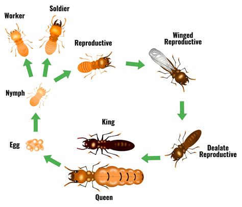 Termite Life Cycle And Life Span Ecoguard Pest Management
