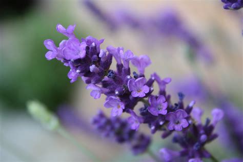 Koleksi Terbaru Background Bunga Lavender