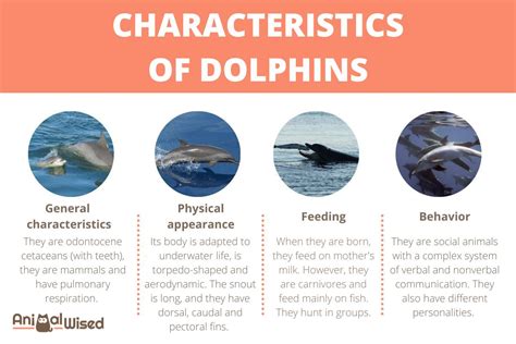Dolphin Characteristics Anatomy Behavior And Communication