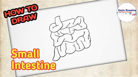 How To Draw Small Intestine Youtube