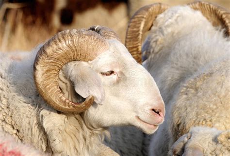 Male Sheep Stock Photo Image Of Nature Ruminant Animals 28726892