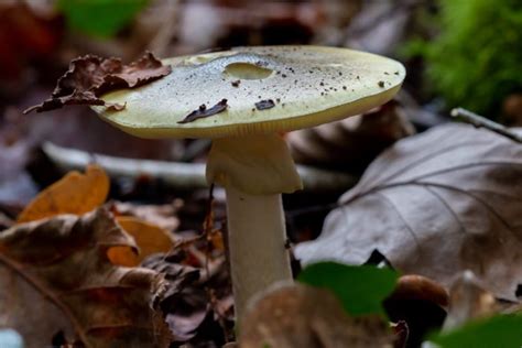 Two Of The Most Toxic Mushrooms Are Found In Northern California