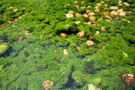 Underwater River S Plants Stock Image Image Of Environment 54658377