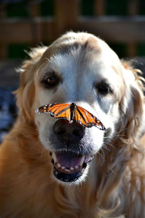 Butterflies Are Free To Sit On Bries Nose Baby Animals Pictures