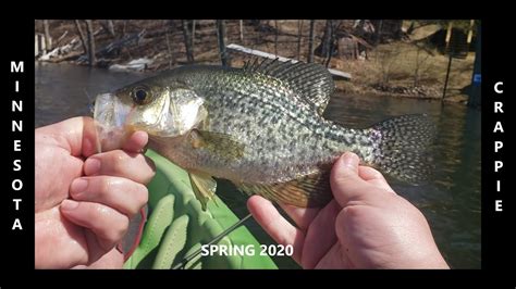 Crappie Fishing Minnesota Spring 2020 Catch Clean Cook Youtube