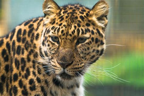 Amur Leopard Panthera Pardus Orientalis Stock Photo