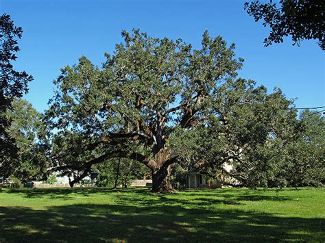 The angel oak tree is a southern live oak (quercus virginiana) located in angel oak park on johns island near charleston, south carolina on december 8, 2014. Southern Live Oak | University of Redlands