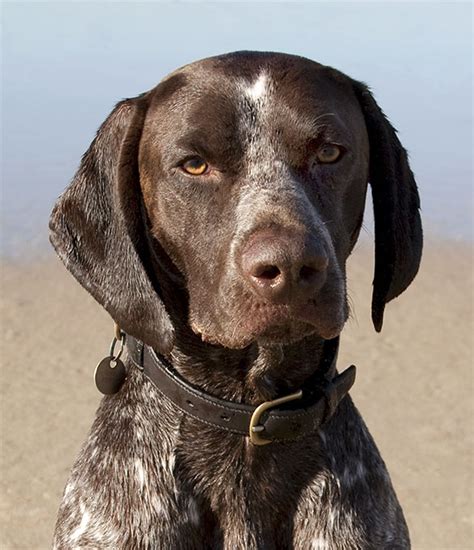 Everything About Your Pointer Luv My Dogs