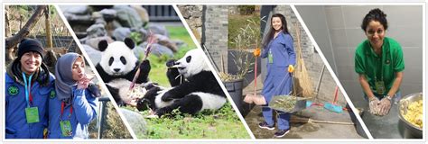 Dujiangyan Panda Base Volunteer Program Dujiangyan Panda Volunteer