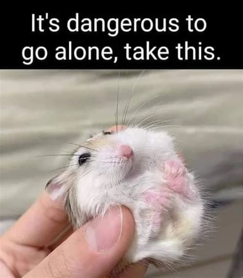 Hilarious Hamster Memes That Will Crack You Up Always Pets
