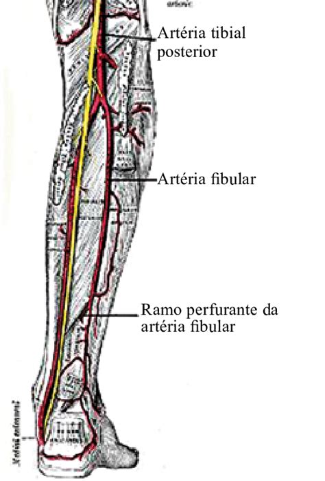 Artéria Tibial Posterior E Fibular Download Scientific Diagram