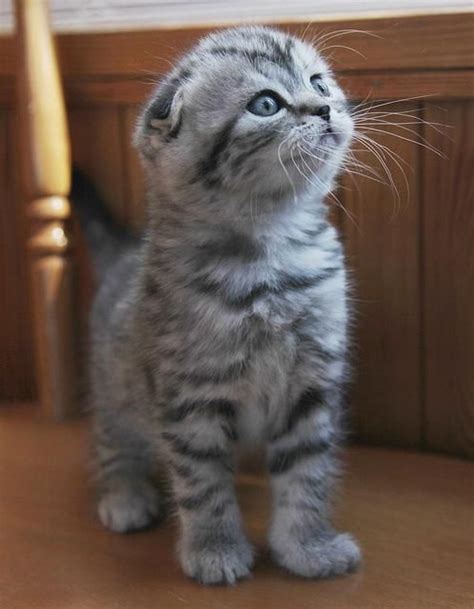 Scottish Fold Grey And White Striped Kitten Aww