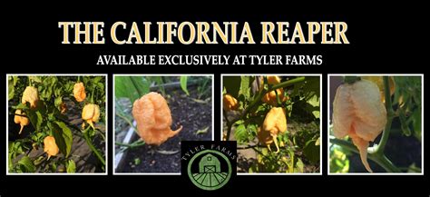 Tyler Farms Organic Pepper Seeds