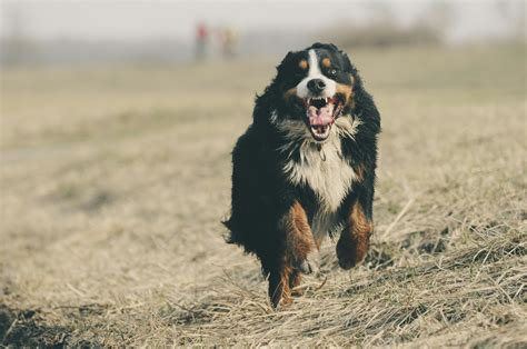 Bernese Mountain Dog Running On Grass Field · Free Stock Photo