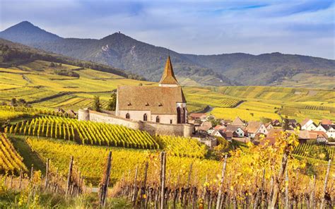 Download Wallpapers Europe 4k Vineyards Autumn Alsace Hunawihr