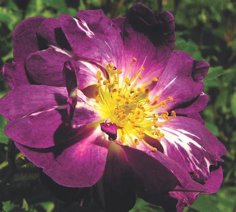 Growing Antique Roses And Rose Cultivars Flower Magazine