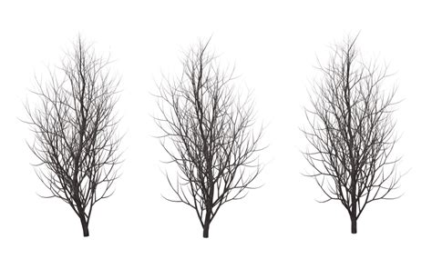 Winter Trees 01 Winter Trees Photoshop Textures Photoshop Resources