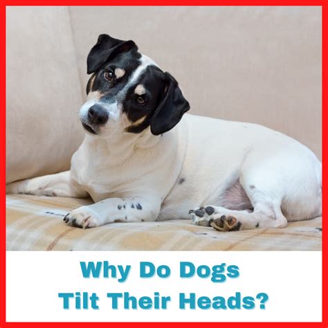 Why Do Dogs Tilt Their Heads