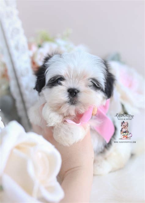 Find the perfect puppies in arkansas (ar)! Morkie Puppies and Designer Breed Puppies For Sale by ...