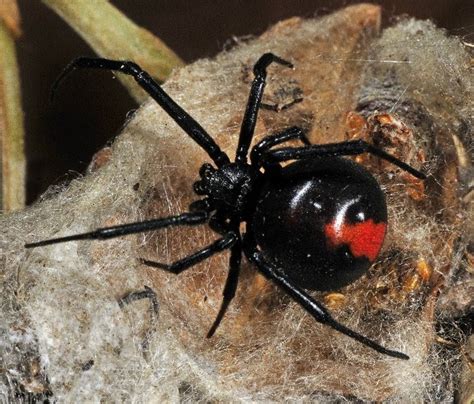 Redback Spider The Life Of Animals