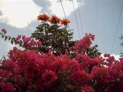Most of the flowers are imported flowers. Trees in Bangalore - African Tulip Tree - YouTube