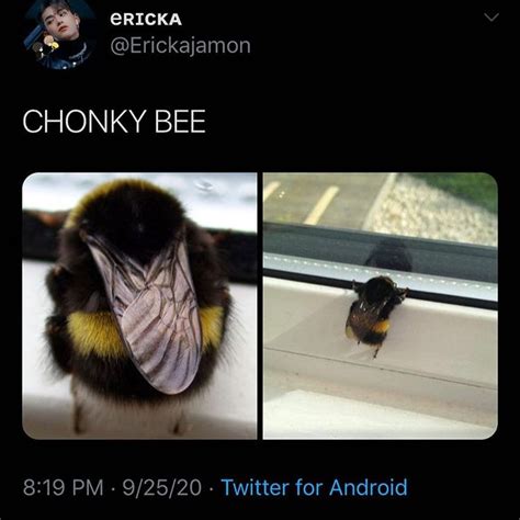 Thicc Bee In 2020 Funny Meme Pictures Funny Memes Memes
